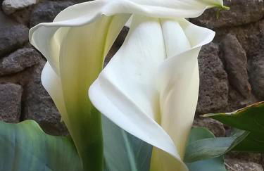 Molivos Tower - Photo 65