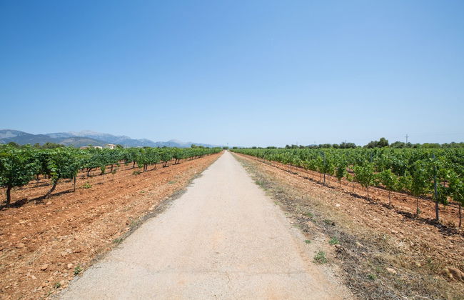 Ca n Canastro in Consell - Foto 33
