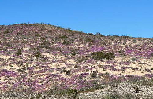 The Triple Palms - Foto 35