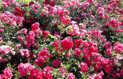 angolo di paradiso - Foto 40