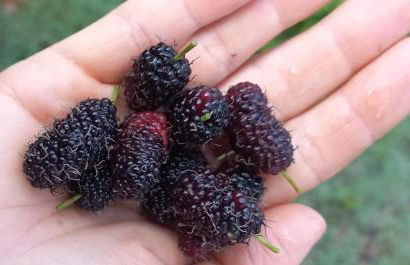 Sítio Topo do Mundo - Pólo Turístico INHOTIM na Serra da Moeda - Foto 80