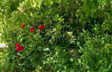 Gorstage Meadows Luxury 2 Bedroom Lodge in Rural Cheshire - Photo 6