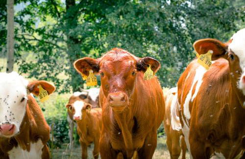 Ferienparadies Hugenhof - Foto 30