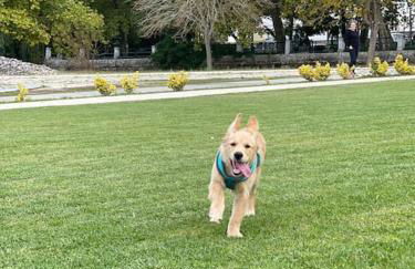 Cantinhos Da Serra e Sopé, Soure - Foto 25