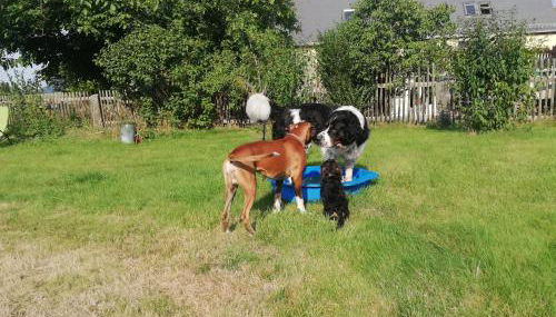 Ferienhof Höhensonne - Foto 3, Garden