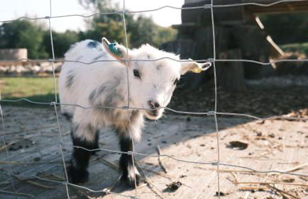 Willow Lodge - Foto 15