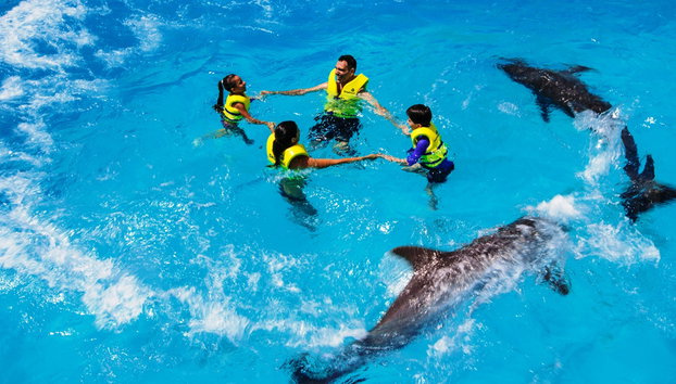 Swim with Dolphins in the Delphinus Interactive Aquarium - Photo 5