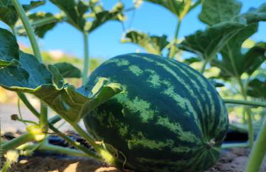 Το Παλιό Αγγειοπλαστείο Τσκαλαριό - Photo 41