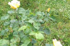 Villa Ermes - Foto 26