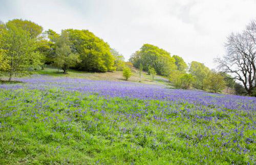 Little Hollows Glamping - Foto 59