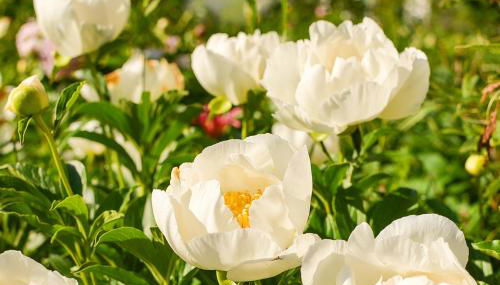 The Waldoboro Inn - Foto 2