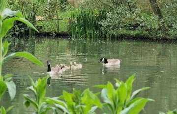 Beautiful 1-bed Cabin in Newmarket - Foto 50