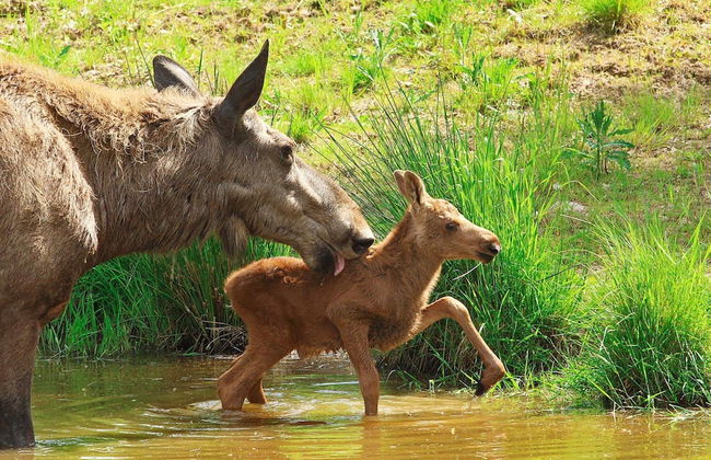 4 Person Holiday Home in Rattvik-by Traum - Foto 4