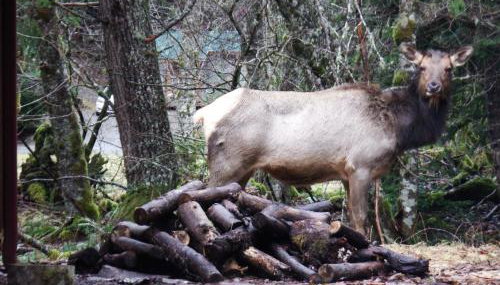 Chalet-style cabin near Mt. Rainier and Crystal - Foto 3, Garden view