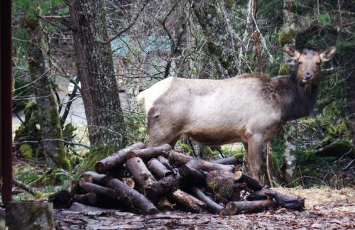 Chalet-style cabin near Mt. Rainier and Crystal - Foto 3