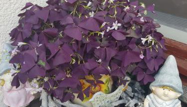 FeWo Weimar - Foto 4