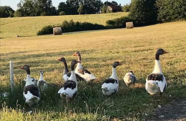 « Le Vieux Hangar » gîte à la ferme - Foto 12