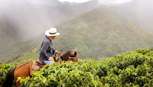 Paseo a caballo por los cafetales de Salgar - Foto 2, Recorriendo una reserva de cafetales