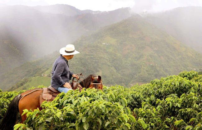 Paseo a caballo por los cafetales de Salgar - Foto 2