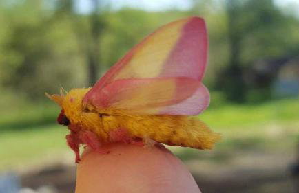 Magical Tree House Rental Nestled in the Woods on Farm Retreat near St. Louis, Missouri - Foto 19