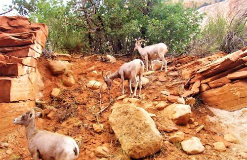 Arrowhead Country Cabins - Foto 39