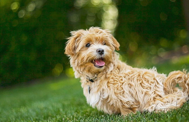 4 Person Holiday Home in Kullavik - Photo 12