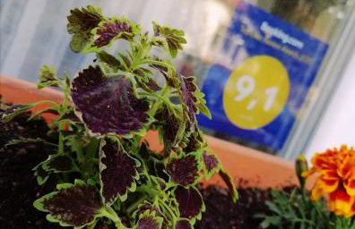 Apartman Kopriva - Photo 19