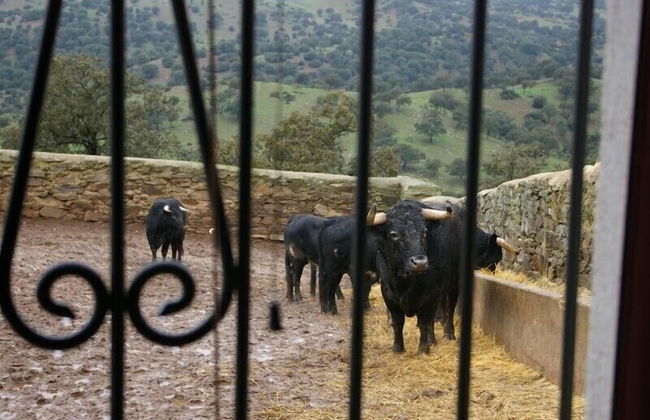 El Añadio - Foto 39