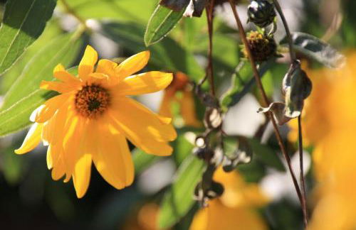 Das Koogsbauernhaus - Foto 7