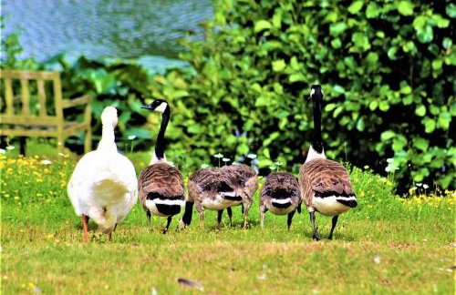 Lakeland Lodge with private Hot Tub and fishing - Foto 14