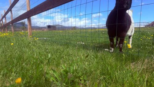 L'Etoile du Vignoble Meublé de Tourisme 4 étoiles au cœur d'un ranch alsacien sur la route des Vins - Climatisé - Foto 4