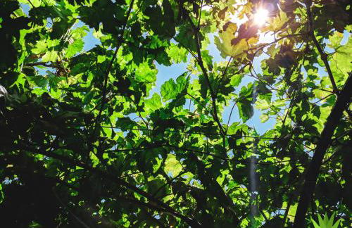 Villa delle Agavi - Foto 27