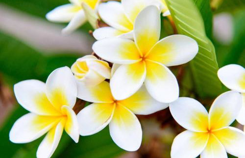 Jasmine house - Foto 39