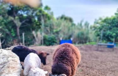 Quinta do Caminho da Igreja TER-Casas de Campo - Foto 12