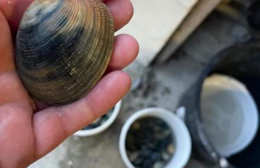 Petite maison dans la manche - Foto 27