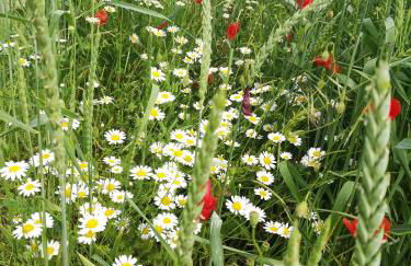 Lichte Wohnung zum Wohlfühlen - Foto 35