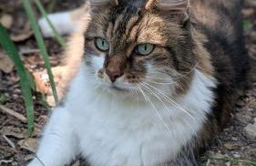 La Rose & Le Loup - Foto 22