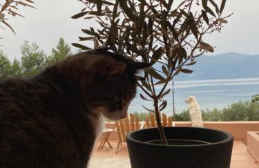 Askalosia villa - Foto 41