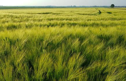 Countryside-Lovers - Ganzes Haus 100m² für euch allein mit Garten - Foto 24