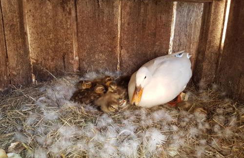 Gästehaus Annemarie - Foto 24