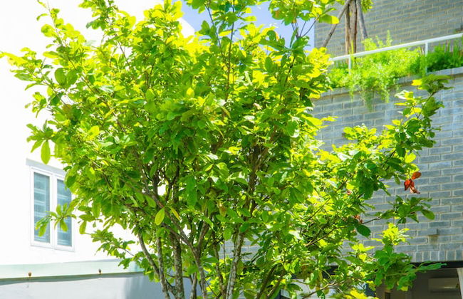 Green Peace Da Nang - Foto 26