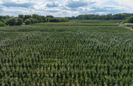 Uroczysko nad Pilicą Sauna & Balia - Foto 7