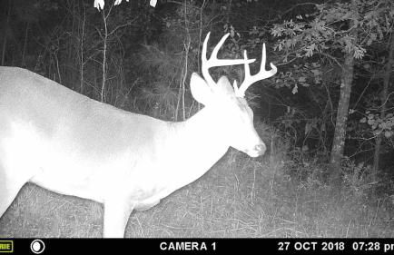 Beautiful Secluded Log Cabin - Foto 42