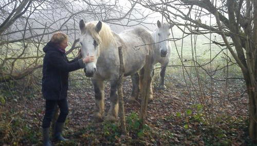 Moulin des sablons vakantiehuis gite - Foto 3