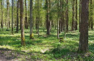 Zdalnie z Lasu - Siedlisko w Puszczy Białowieskiej - Foto 16