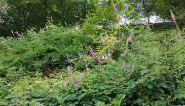 Ferienhaus Hollig - Foto 2, Garden view