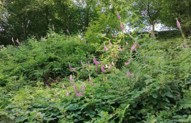 Ferienhaus Hollig - Foto 2