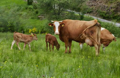 Haus Am Kaltenbach - Foto 12