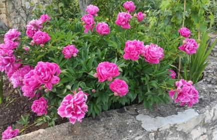 Giardino San Gerardo Maiella vista Castello e con parcheggio interno privato - Foto 45