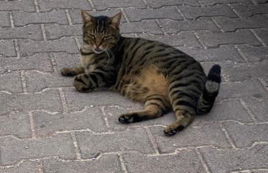 Casa vacanze fra gli ulivi - Foto 14